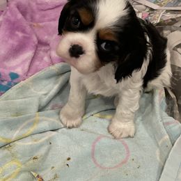 Cavalier King Charles Spaniel Puppies from Ridgefield Cavaliers