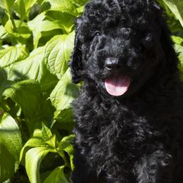 Poodles from Timberlea kennels