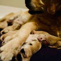 Golden Retriever Puppies from Loyal Golden Retrievers