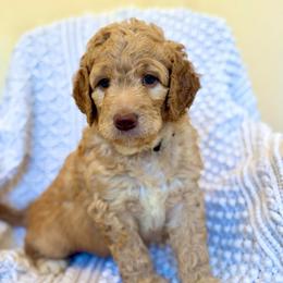 Rainbow - Apricot male Goldendoodle puppy in Stockton, California from Port City Doodles