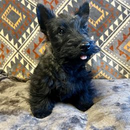 Wally - Brindle male Scottish Terrier puppy in Morganton, North Carolina from Maylark Scottish Terriers