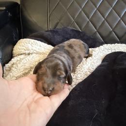 Rock - Red male Dachshund puppy in Tampa, Florida from EntityDachs