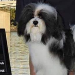 Versailles - Havanese