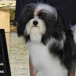 Versailles - Havanese