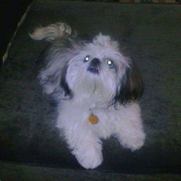 Chachi - Shih Tzu