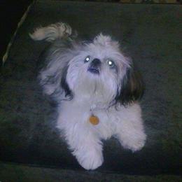 Chachi - Shih Tzu