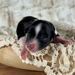 Ash - Black male Goldendoodle puppy in Waterford, Michigan from Oh My Doodness!