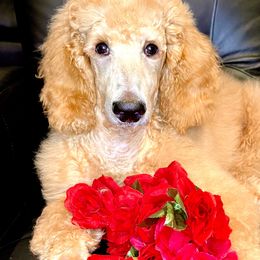 Boy 2 - Cream Poodle puppy in Oceanside, New York from Anastasia STANDARD Poodles three four seven seven five four two three four five