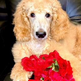 Boy 2 - Cream Poodle puppy in Oceanside, New York from Anastasia STANDARD Poodles three four seven seven five four two three four five