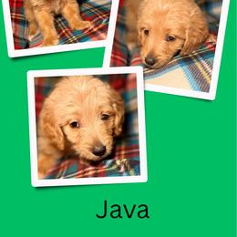 Java - Apricot male Goldendoodle puppy in Bluefield, Virginia from Love on a Leash
