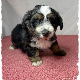 Boy 2 Aussie Doodle - Black male Miniature Australian Shepherd puppy in Pensacola, Florida from TNT MINI AUSSIES