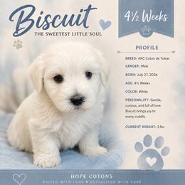 BISCUIT - White male Coton de Tulear puppy in Freeport, Texas from H❤️PE COTONS