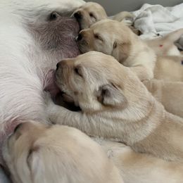 Labrador Retriever Puppies from Hatch Labradors