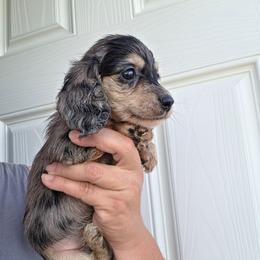 Tuesday - Dapple male Dachshund puppy in El Paso, Texas from Mells Weenies