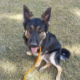 German Shepherd All Grown Up from Freiheit Von Himmel  Shepherds