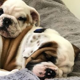 Bulldogs from Rawlins Family Bulldogs