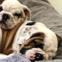 Bulldogs from Rawlins Family Bulldogs