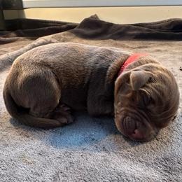 Red Boy - Chocolate male Labrador Retriever puppy in Rock Hill, South Carolina from North Star Retrievers
