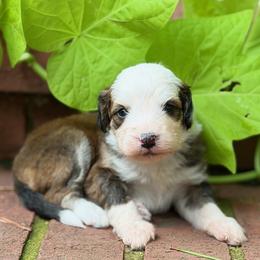 Isle - Sable female Bernedoodle puppy in Russellville, Arkansas from Crossgate Doodles