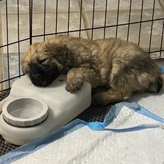 Bouvier des Flandres Puppies from Desert Diamonds Bouviers