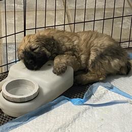 Bouvier des Flandres Puppies from Desert Diamonds Bouviers