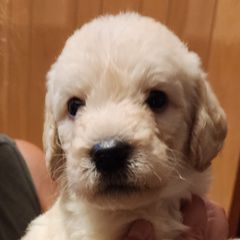 Snowy - Cream Double Doodle puppy in Norfolk, Massachusetts from Cat's Golden Labradoodles