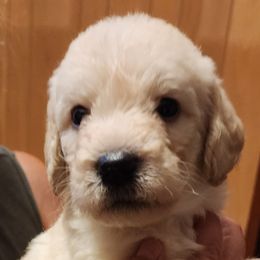 Snowy - Cream Double Doodle puppy in Norfolk, Massachusetts from Cat's Golden Labradoodles