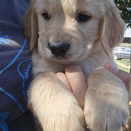 Golden Retriever Puppies from Sycamore Goldens