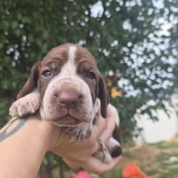 Jefferson - White and chestnut male Bracco Italiano puppy in Silver Summit, Utah from Snow Peak Kennel