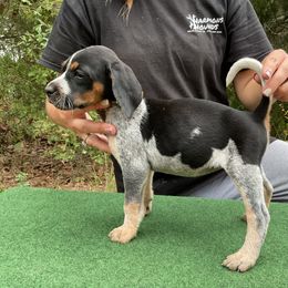 Bluetick Coonhound and Redbone Coonhound Puppies from Harmons Hounds