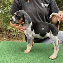 Bluetick Coonhound and Redbone Coonhound Puppies from Harmons Hounds