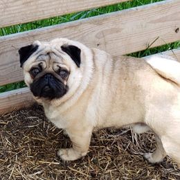 Gus - Pug