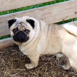 Gus - Pug