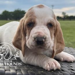 Paisley - Lemon and white female Basset Hound puppy in Richmond, Kentucky from Walters Hollow Hounds