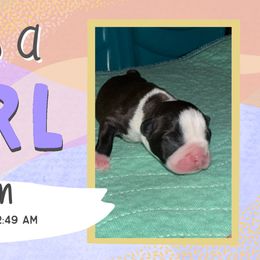 Blossom - Black and white female Boston Terrier puppy in Jupiter, Florida from CJM Boston and Boxer Puppies