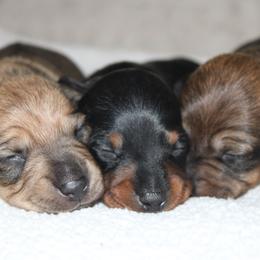 Dachshund puppies from JB Dachshunds