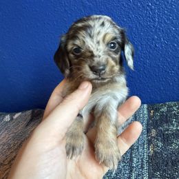 Girl 1 - Dapple female Dachshund puppy in Umatilla County, Oregon from Divine Dogs
