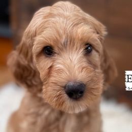Fawn - Parti Goldendoodle puppy in Conway, New Hampshire from Arbor Grace Doodles
