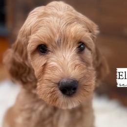 Fawn - Parti Goldendoodle puppy in Conway, New Hampshire from Arbor Grace Doodles