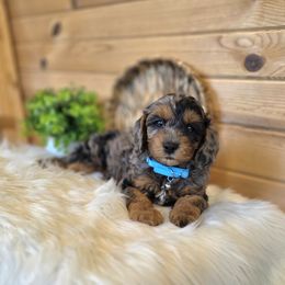 F1B Meet Asher :) - Tri-color male Cavapoo puppy in Centerville, Iowa from Barnyard Dachshunds, Dals & Doodles