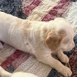 Casper - Cream male Labradoodle puppy in Churchill County Fallon, Nevada from Card Family Ranch