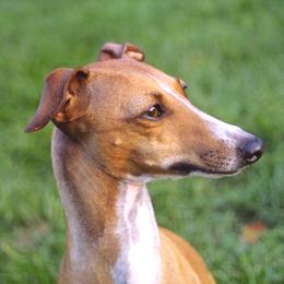 Italian Greyhound All Grown Up from Raindance Italian Greyhounds