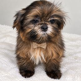 Sovereign - Blue and white male Shih Tzu puppy in Riverside, California from Be Dazzled Shihtzu