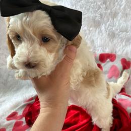 Stormy - Red and white female Cockapoo puppy in Adrian, Oregon from ApplebyFarm