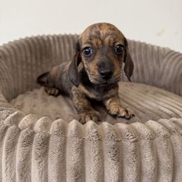 Max - Brindle male Dachshund puppy in Grants Pass, Oregon from Redwood Dachshunds
