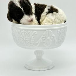 Rio - Brown and white male Bernedoodle puppy in Thornville, Ohio from Four Front Doodles & Friends