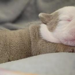 Bulldogs from Pech Family Bulldogs