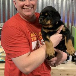Rottweiler Puppies from Von Schonen Rottweilers