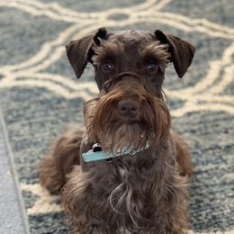 Zeek - Miniature Schnauzer
