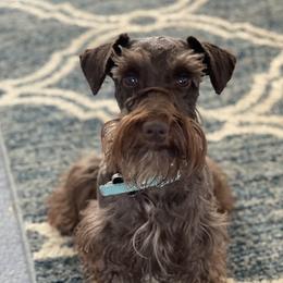 Zeek - Miniature Schnauzer